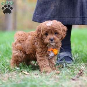 Peyton, Cavapoo Puppy